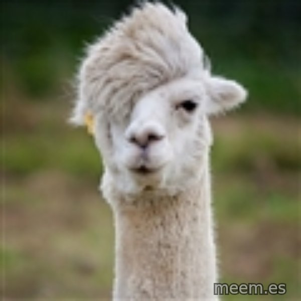 Hipster Llama meme template