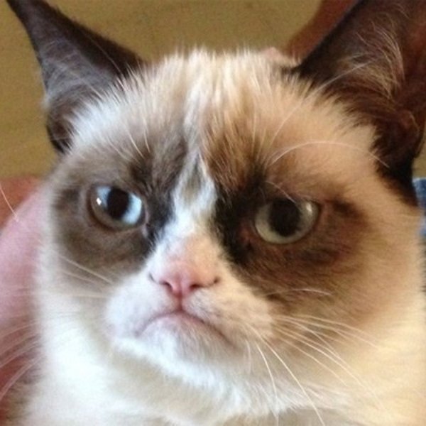 Angry Cat Meme meme template