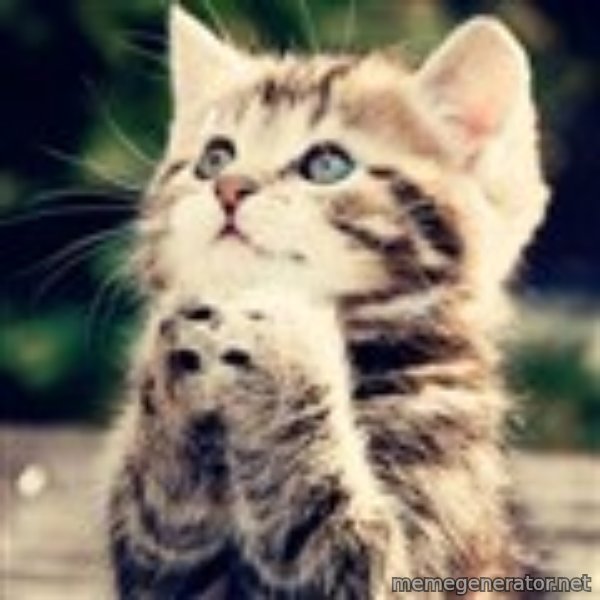 Praying Kitten meme template