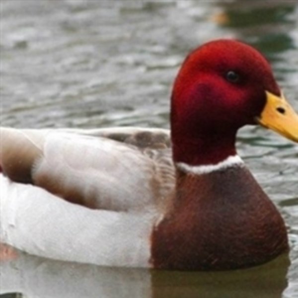 Bad Advice Mallard meme template