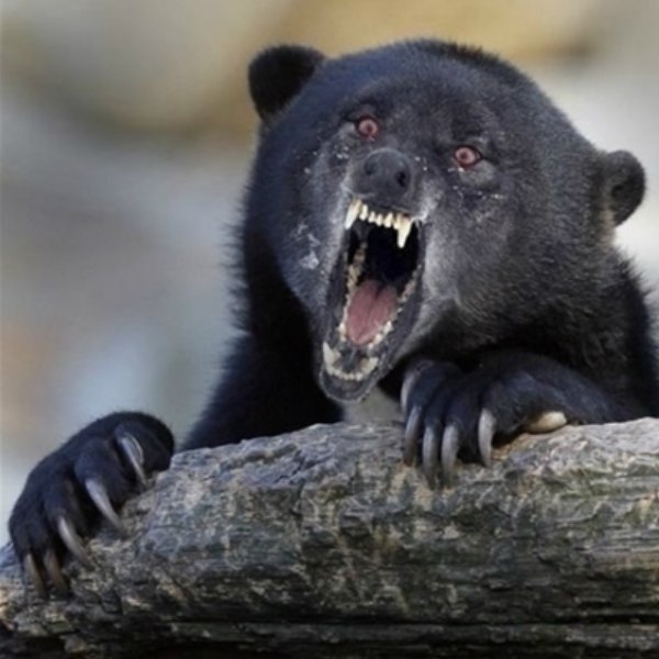 Insane Confession Bear meme template