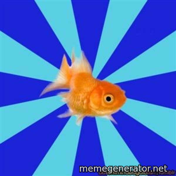 Absentminded Goldfish meme template